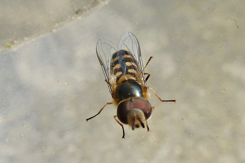 Larva, pupario, adulto: Scaeva dignota? ....Scaeva selenitica